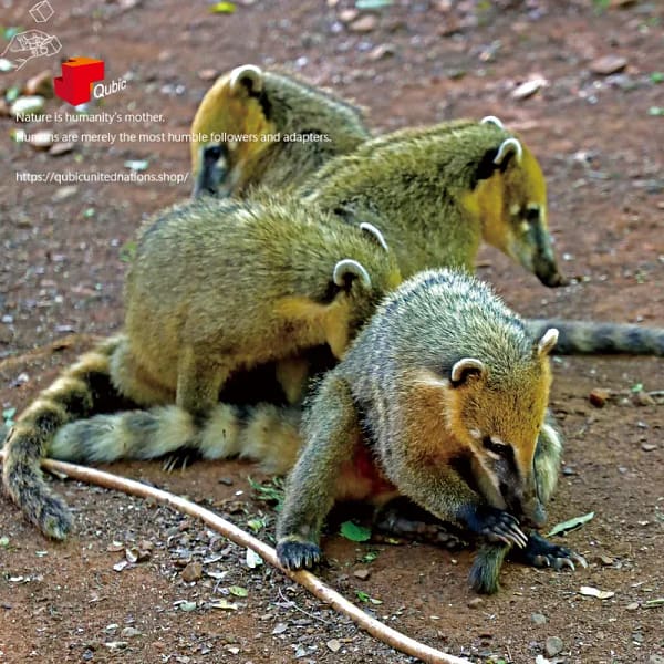 540936009S1 伊瓜蘇瀑布_2 Iguazu falls_2|Memory Qubic 六方記憶拼圖|產品代碼 540936009